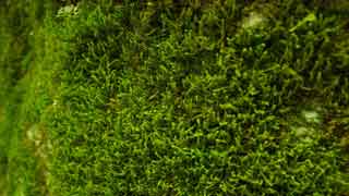 moss