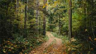 trail